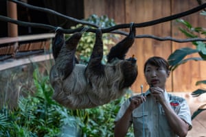 Hong Kong, China. A worker stands next to a southern two-toed sloth at the Sloth and Friends Studio at the Ocean Park Hong Kong
