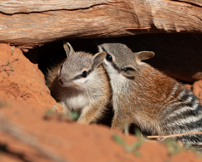 Baby numbats spotted at two wildlife sanctuaries in hopeful sign for one of Australia’s rarest marsupials