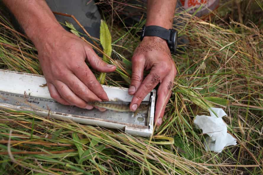 Researcher Michael Miller measures the length of a young brook trout on the banks of a small stream running through Vermejo Park Ranch.