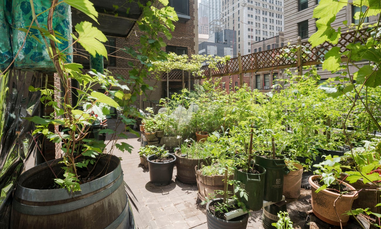 The garden designed by Paul Greenberg on his terrace in New York.