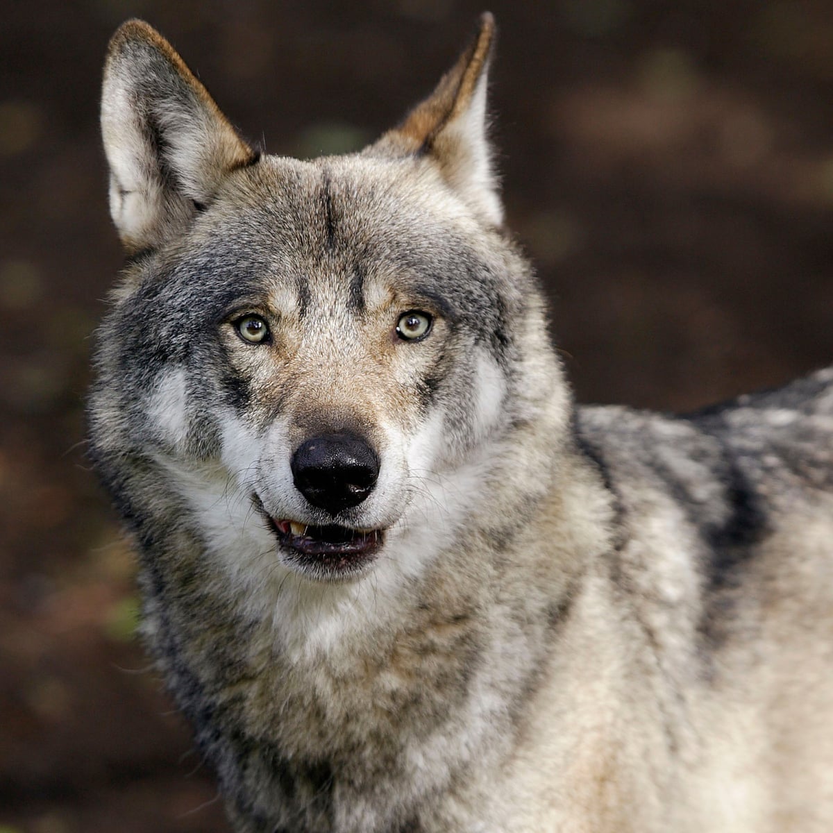 The Mystery Of Denmark S Vanishing Wolf Pack Are Hunters To Blame Wildlife The Guardian The Mystery Of Denmark S Vanishing Wolf Pack Are Hunters To Blame Wildlife The Guardian