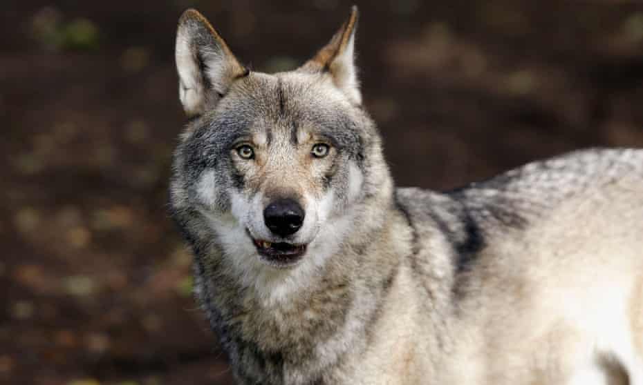The Mystery Of Denmark S Vanishing Wolf Pack Are Hunters To Blame Wildlife The Guardian The Mystery Of Denmark S Vanishing Wolf Pack Are Hunters To Blame Wildlife The Guardian