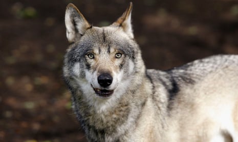 Wolves are particularly vulnerable in countries where there are lots of private landowners rather than state forests. 