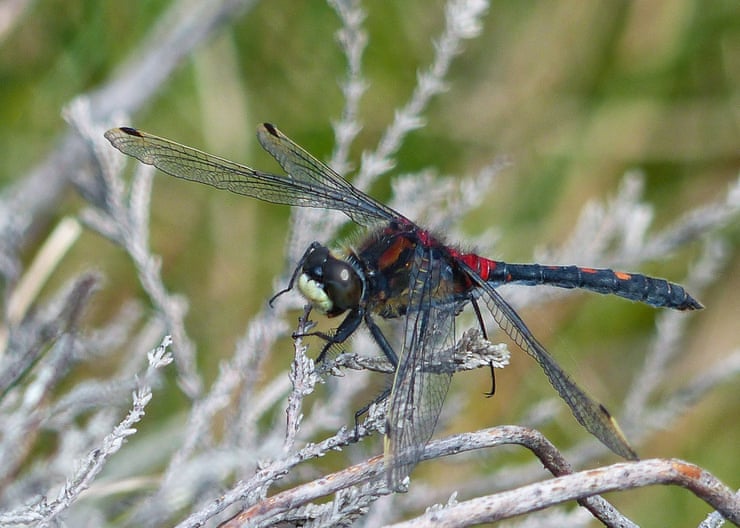 Rare dragonfly introduced into remote area of Cumbria to reverse its decline A male white-faced darter.Photograph: David Morris