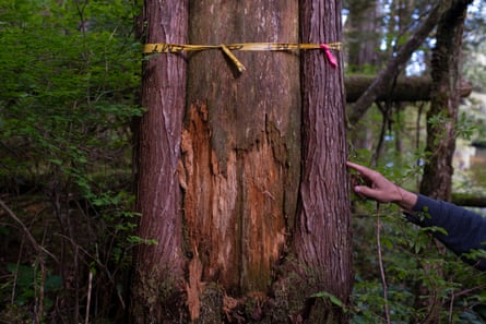 a man touching a tree