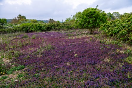 Ground Ivy