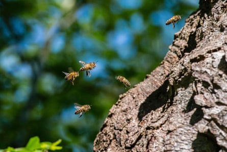 European honeybees flying next to tree bark