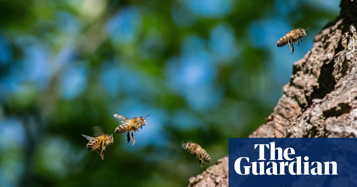 Why saving the honeybee could be bad news for other bees
