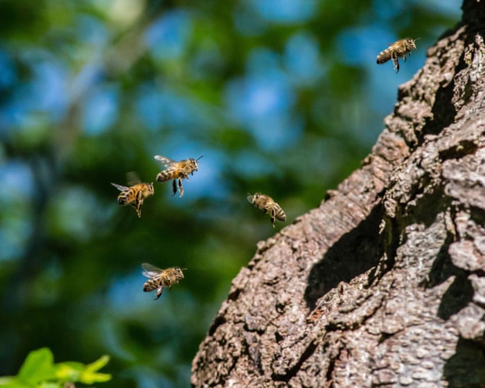 Number of wild bee species at risk of extinction in Europe doubles in 10 years