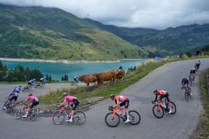 Cyclists speed around cows