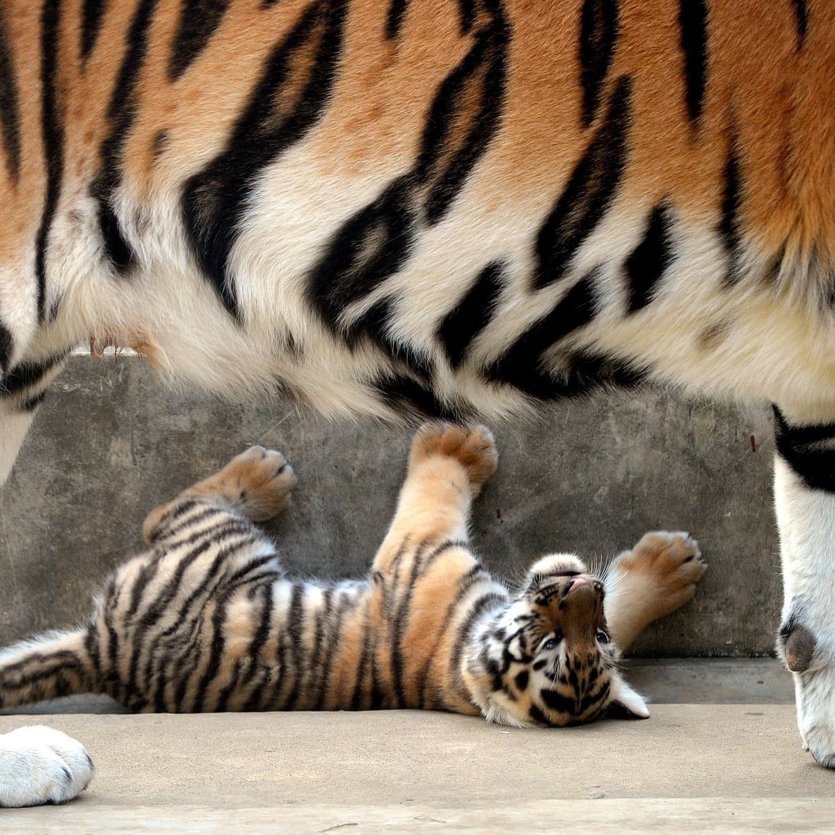 US government cracks down on letting zoo visitors play with lion ...