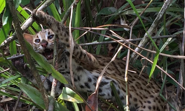 Leopard cat caught in a snare in the Cardamom Rainforest Landscape in Cambodia.