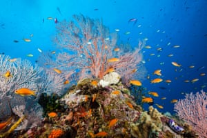 Lyretail Anthias in Coral Reef, Pseudanthias squamipinnis, Osprey Reef, Coral Sea, Australia