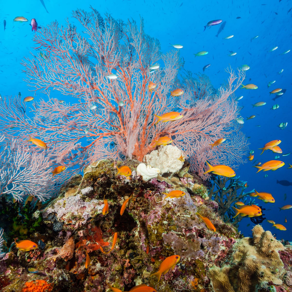 Great Barrier Reef Tourism: Caught Between Commerce And Conservation Alarm  | Great Barrier Reef | The Guardian