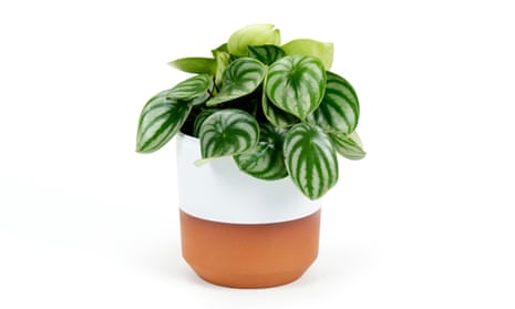 Peperomia Cupid – Plants and Things LLC