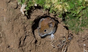 Wood mousehead emerging from nest while leaving burrow