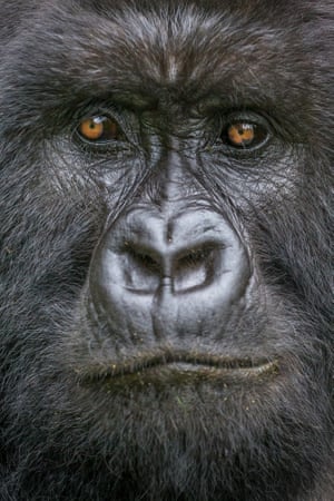 A mountain gorilla in Volcanoes national park, Rwanda