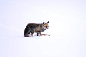 A hungry fox eats piece of bread in a snow-covered field in Ardahan in north-eastern Turkey. Workers from the 183rd Regional Directorate of Highways feed the foxes in the winter