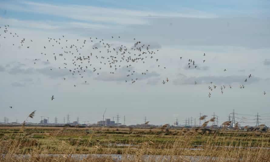 الطيور تحلق فوق Rainham Marshes.