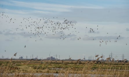 Birds fly over Rainham Marshes.