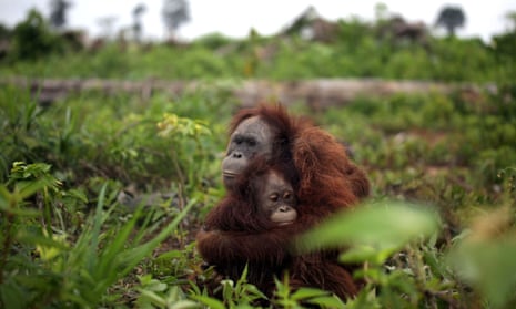 A mother orangutan and her baby
