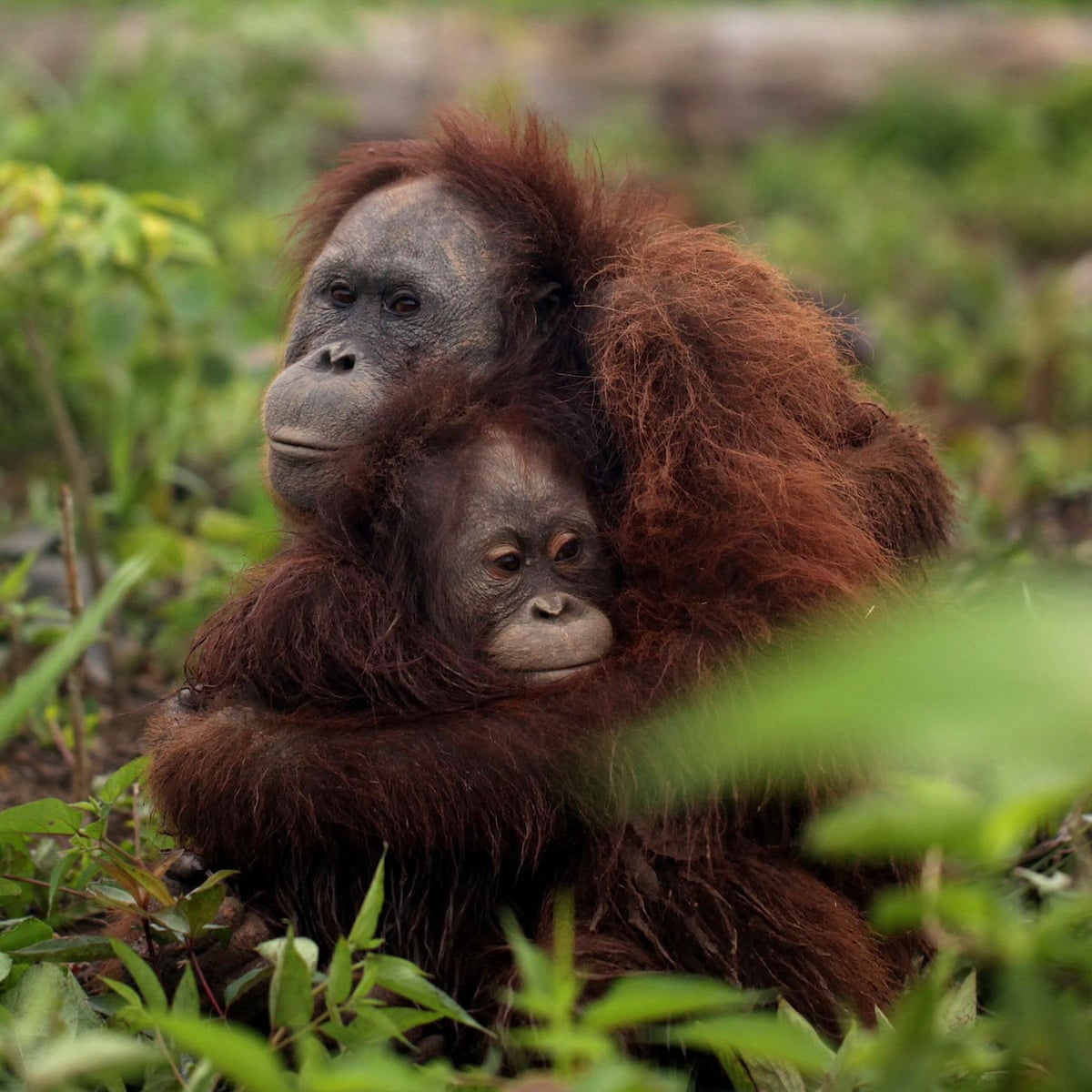 How The World Got Hooked On Palm Oil Palm Oil The Guardian