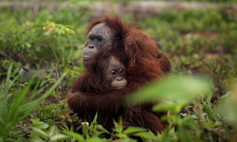 Orangutans rescued near a palm oil plantation in Kalimantan, Indonesia.