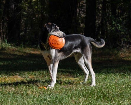 A dog playing with an orange frisbee