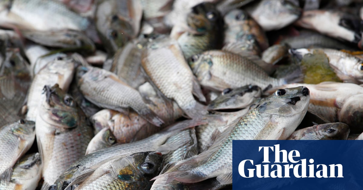 ‘They ate the shrimp, they even ate the crab’: Thai fishers count the cost of a voracious invader