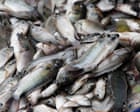 ‘They ate the shrimp, they even ate the crab’: Thai fishers count the cost of a voracious invader