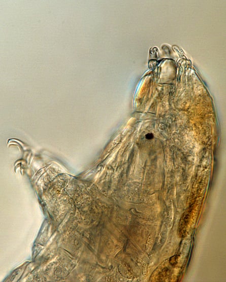 A microscope photo of a tardigrade.