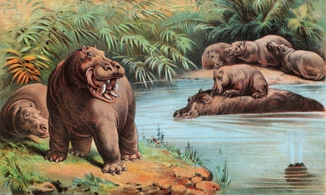 A drawing of several hippos