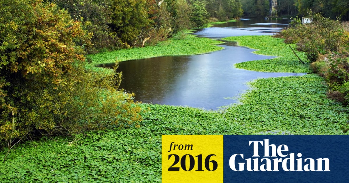 Amazon And Ebay Hosted Ads For Banned Invasive Species Invasive Species The Guardian