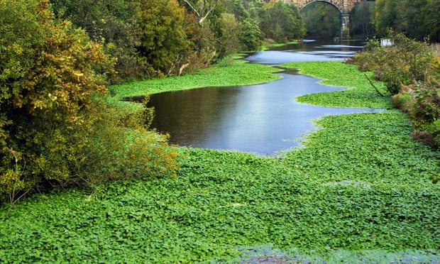Floating invasive pennywort on the River Weaver in Cheshire
