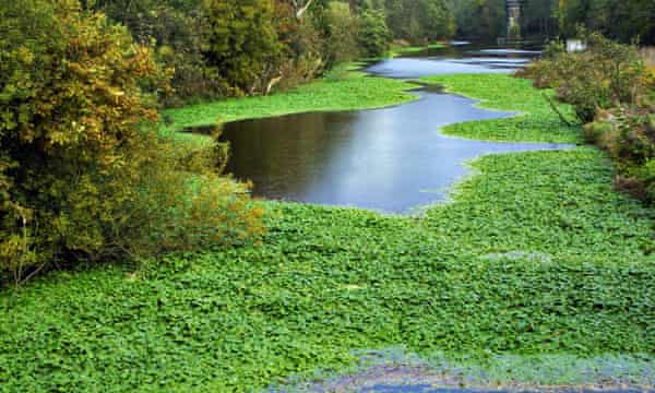 Pennywort flotante en el río Weaver en Cheshire.