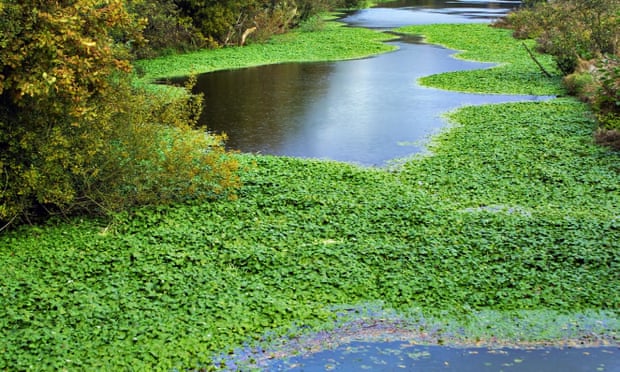 Floating pennywort spreads along the river Weaver in Cheshire.