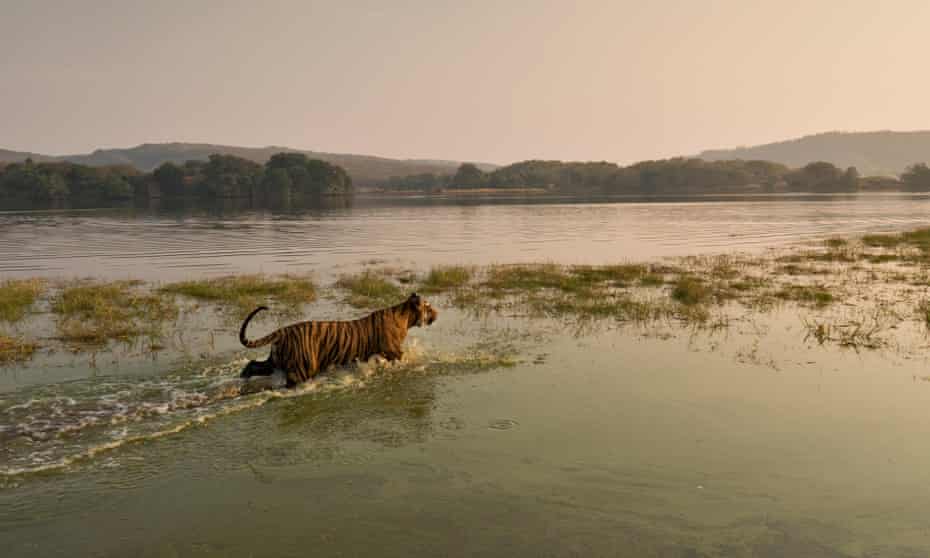 A tiger wades into the waters of Raj Bagh lake in Ranthambhore tiger in Rajasthan, India.