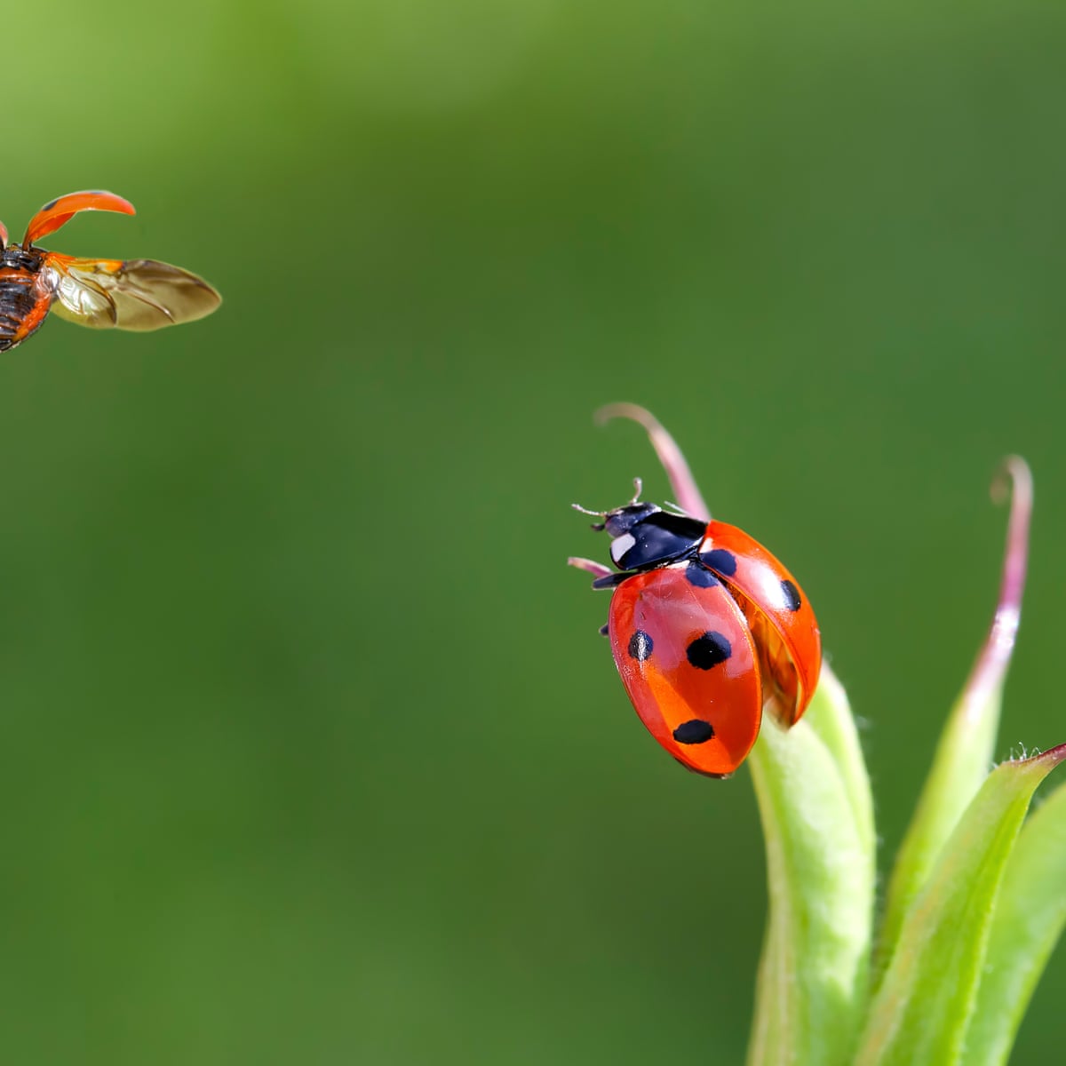 Flying insect numbers plunge 64% since 2004, UK survey finds ...