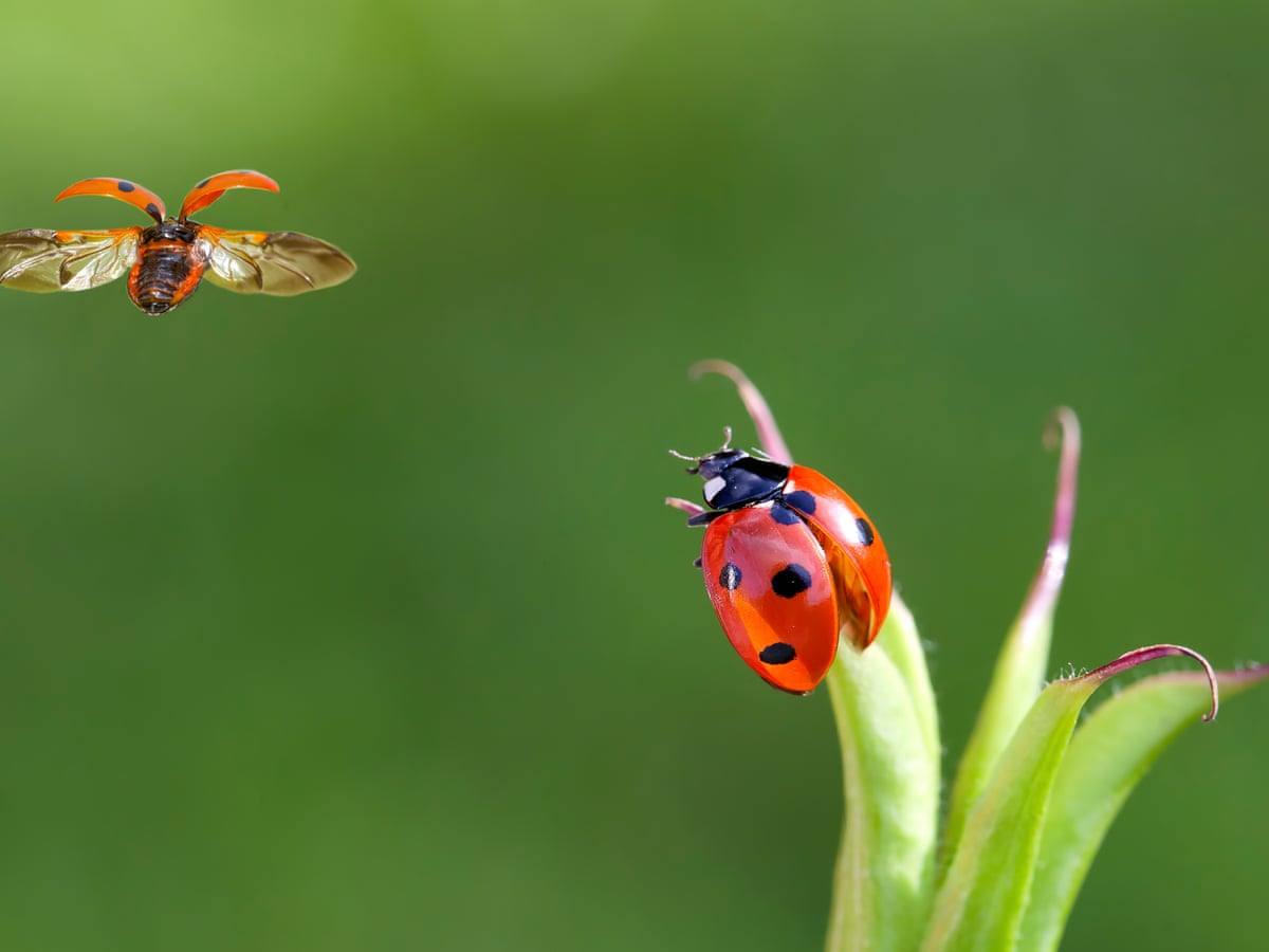 Flying insect numbers plunge 64% since 2004, UK survey finds ...