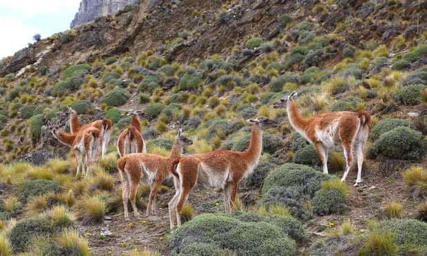 A herd of guanacos in the Chacabuco valley