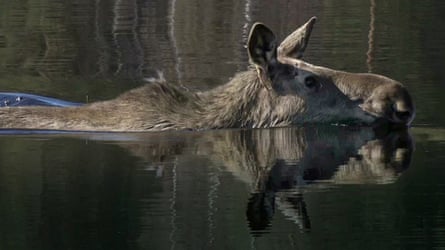Close encounter of the furred kind … a moose traversing the Ångerman river.
