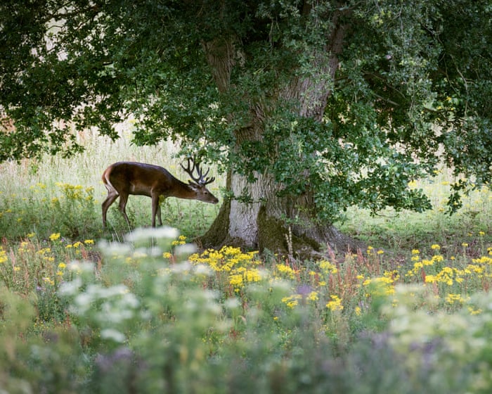‘Next great leap’: grassroots movement to wild East Anglia goes national