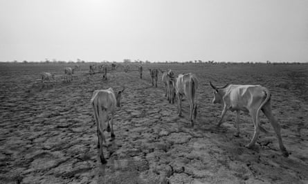 Starving cattle roam a cracked landscape in Mauritania in search of water, 1978.