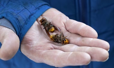 A Washington state Department of Agriculture worker holds two Asian giant hornets vacuumed from a tree in Blaine, Washington.