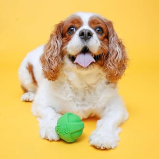 dog with play ball