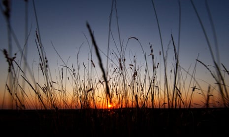 Australian native grass at sunset 
