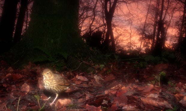 Song thrush in a wood at dawn