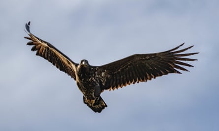 A white tailed sea eagle.