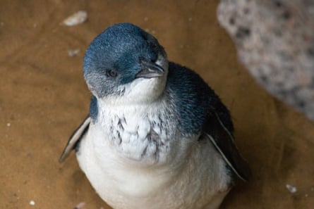 One of the little penguins.