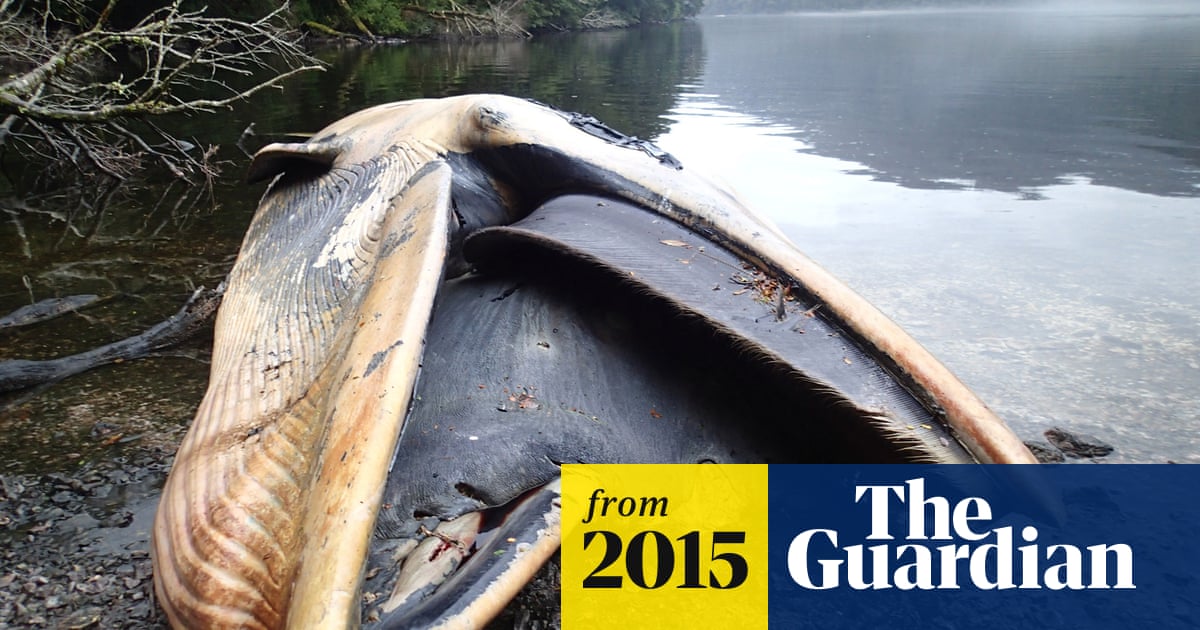 337 whales dead in Chile in one of history's biggest beachings